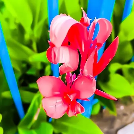 Apartment William's - Fourth Pretty