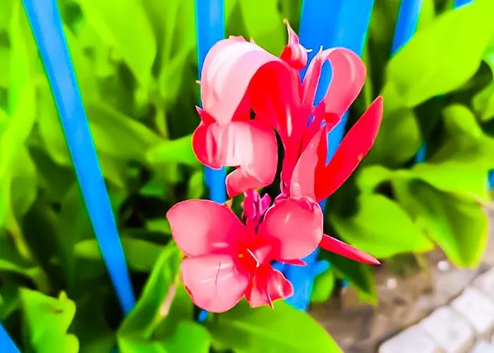 Apartment William's - Fourth Pretty